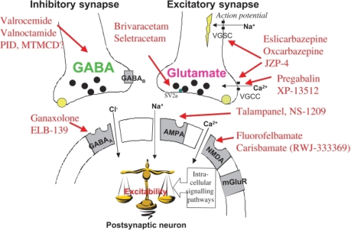 gabapentin mechanism of actions